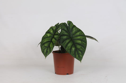 Alocasia Dragon Scale - Ø17cm - ↕35cm - Pflanzfix24