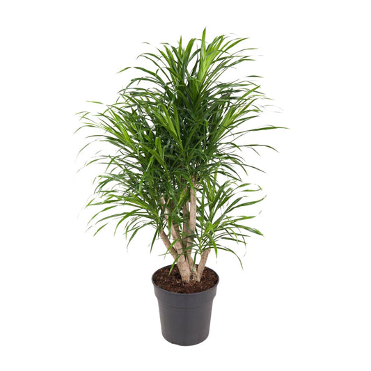 Dracaena Anita - Ø24cm - ↕100cm - Pflanzfix24