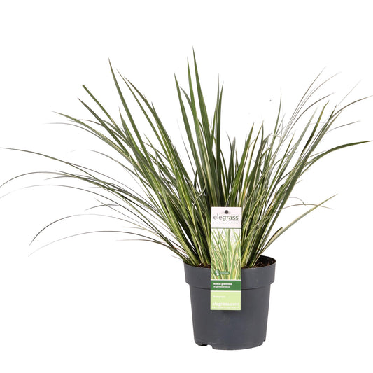 Acorus gramineus 'Argenteostriatus' - Pflanzfix24.de - Pflanzfix24.de