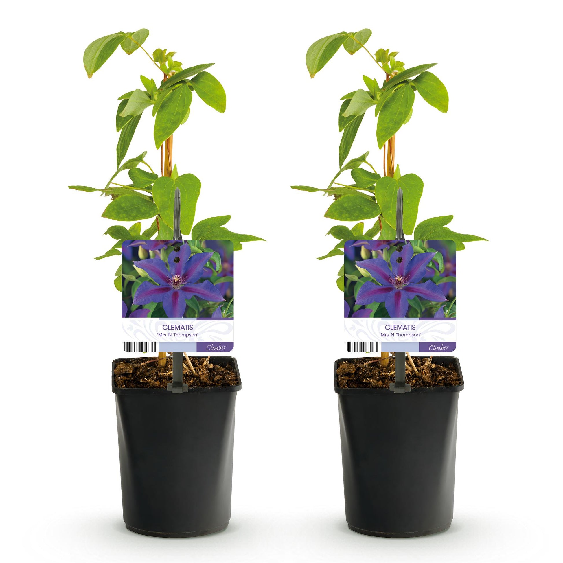 Pflanzfix24.de - Clematis Mrs. N. Thompson - 2 Pflanzen - Topf 11cm - Pflanzfix24.de