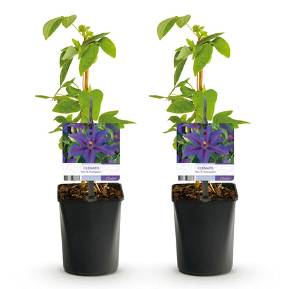 Pflanzfix24.de - Clematis Mrs. N. Thompson - 2 Pflanzen - Topf 11cm - Pflanzfix24.de