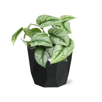 Scindapsus Pictus ‘Trebie’ 14cm - Pflanzfix24