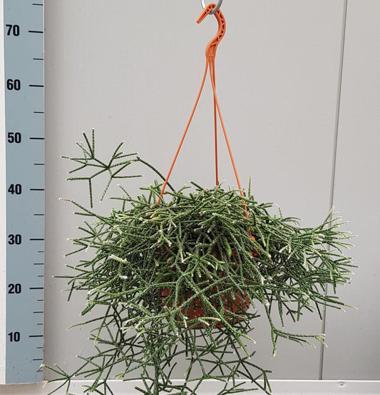 Rhipsalis Pilocarpa - Ø20cm - ↕50cm bei Pflanzfix24