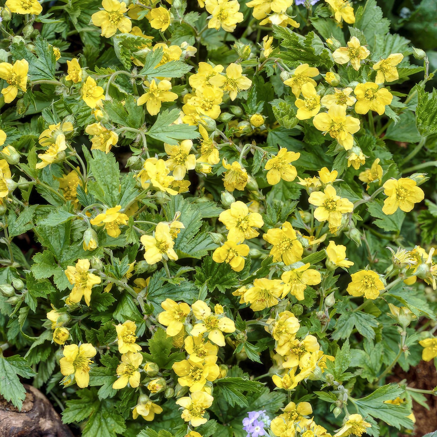 12x Waldsteinia ternata Bodendecker 10-25cm Ø9cm | Pflanzfix24.de - Pflanzfix24.de