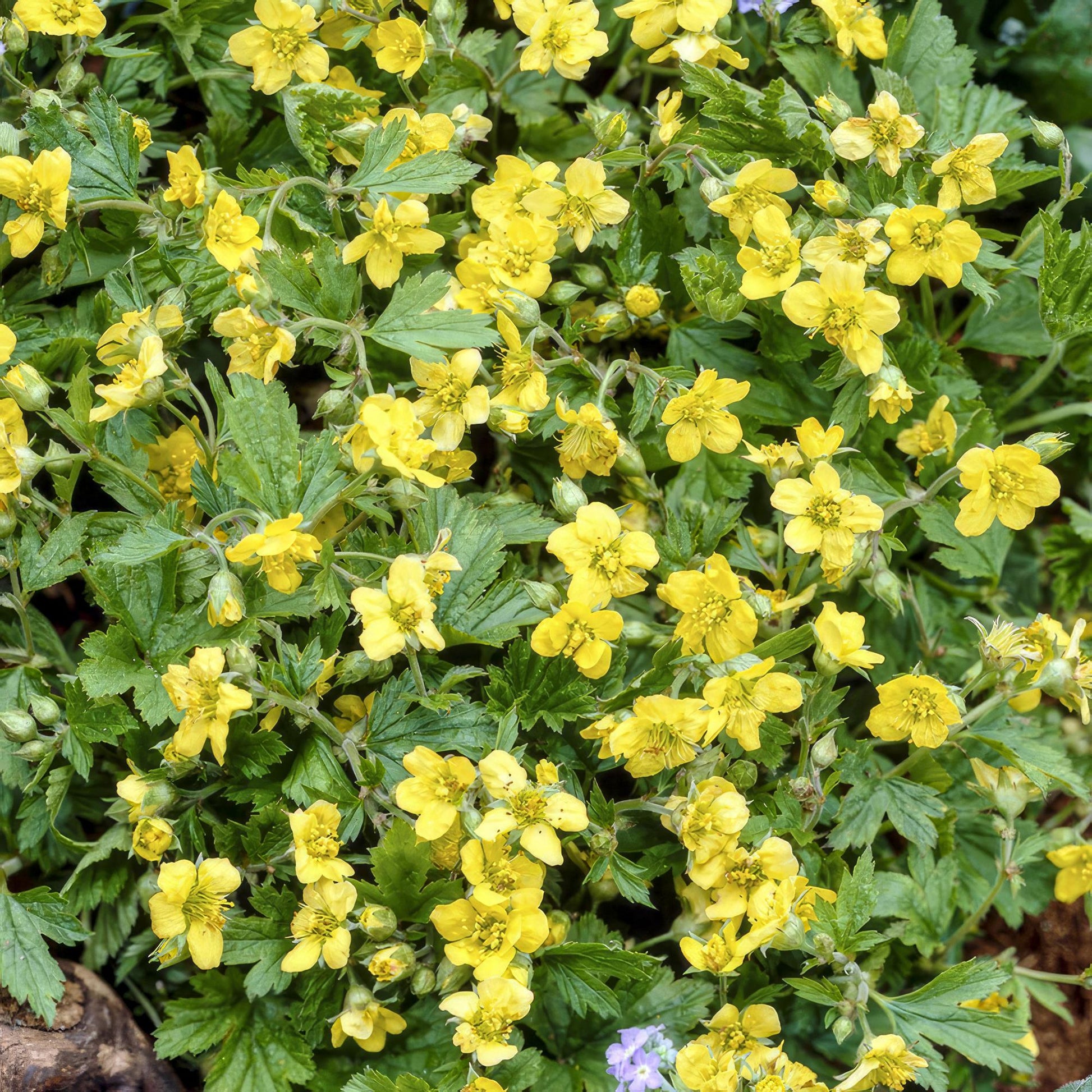 12x Waldsteinia ternata Bodendecker 10-25cm Ø9cm | Pflanzfix24.de - Pflanzfix24.de