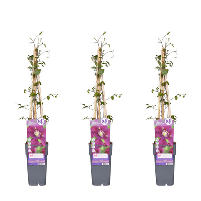 3x - Clematis Warszawska Nike - ↨65cm - Ø15 - Pflanzfix24