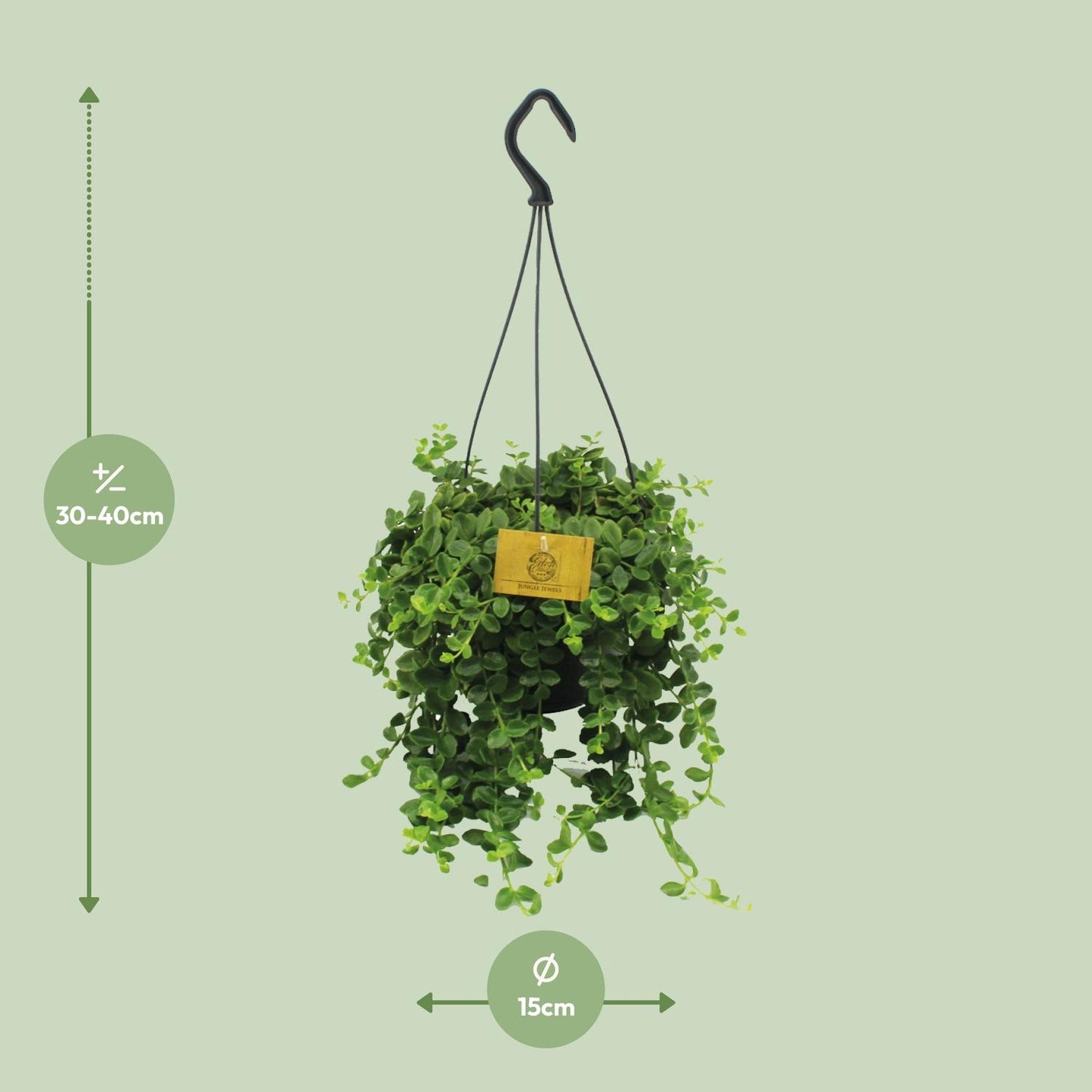 Kalanchoe Mangini - Ø15cm - ↕40cm - Pflanzfix24