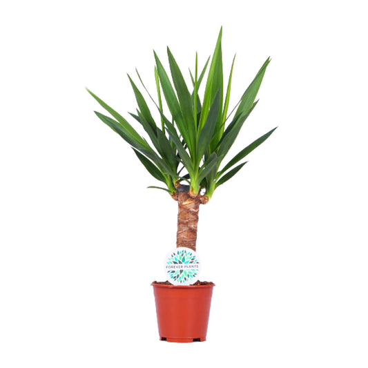 Yucca - Ø14cm - ↕60cm by Pflanzfix24
