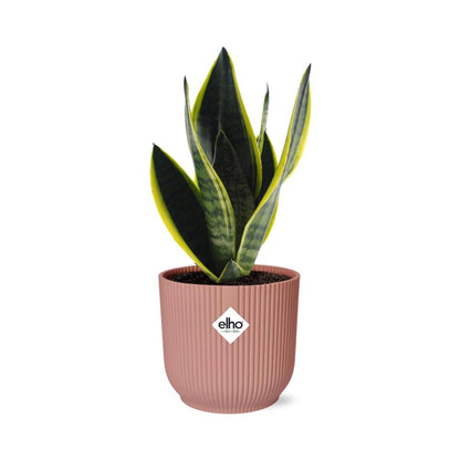 Sansevieria Futura Superba rosa 14cm – Schwiegermutterzunge | Pflanzfix24