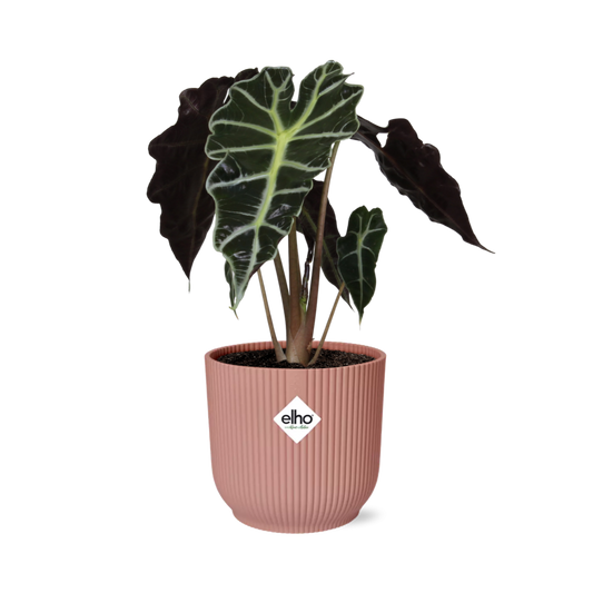 Alocasia Polly ELHO Vibes Fold 14cm rosa | Pflanzfix24