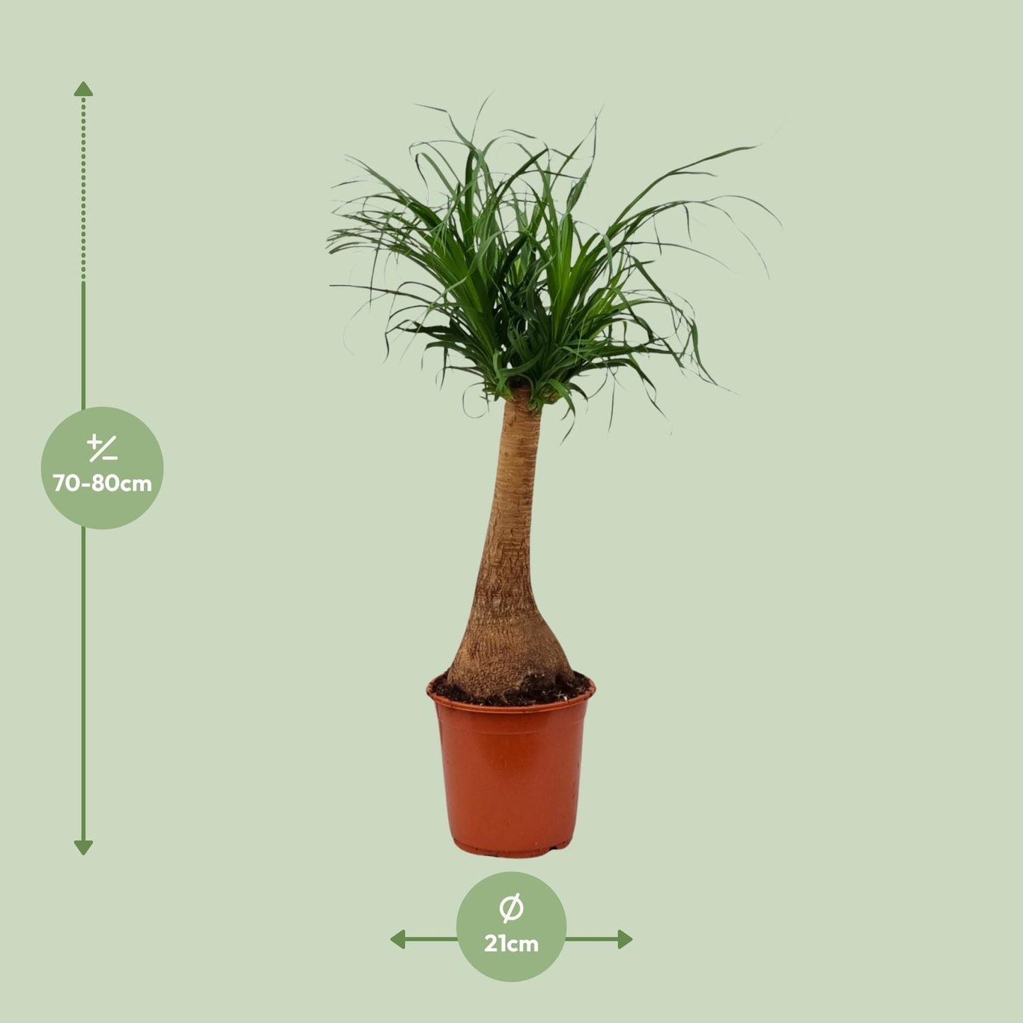 Beaucarnea Recurvata - Ø21cm - ↕65cm bei Pflanzfix24