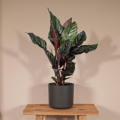 Calathea Ornata - Pflanzfix24.de - Pflanzfix24.de