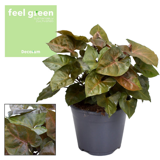 Syngonium Maria Feel Green - Pflanzfix24