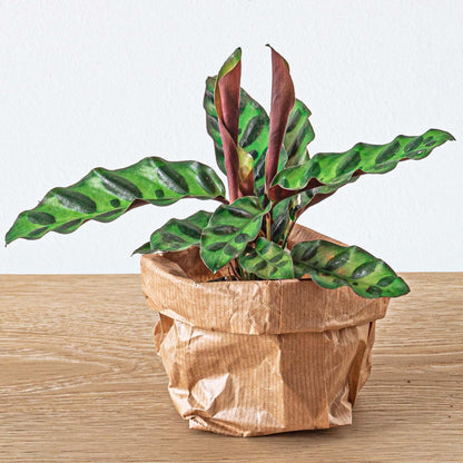 Planten Terrarium Pakket - 5 Pflanzen - DIY - Pflanzfix24