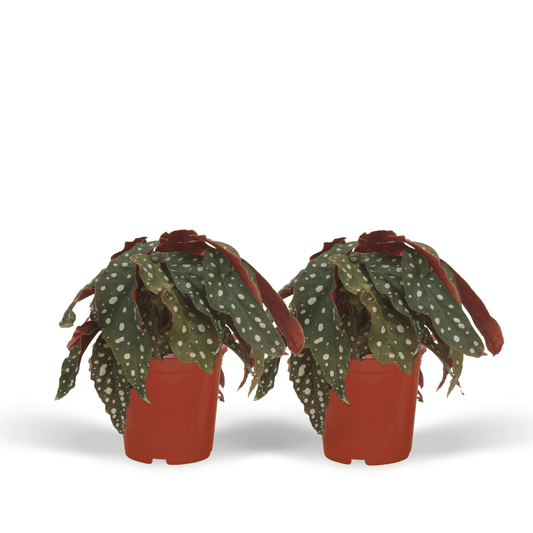 2x Begonia Maculata - Blattbegonie - 20cm - ø12 - Pflanzfix24