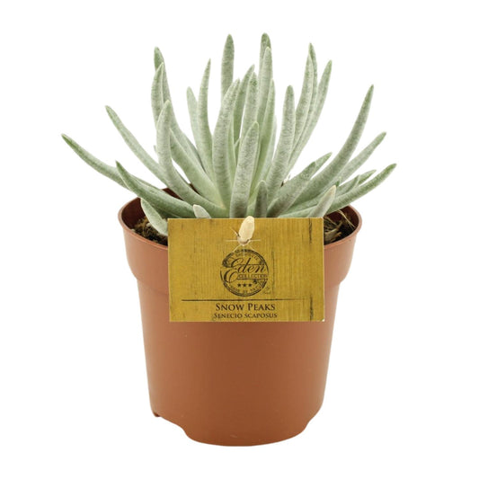 Senecio Scaposus Ø10,5 cm – pflegeleichte Cineraria | Pflanzfix24.de - Pflanzfix24.de