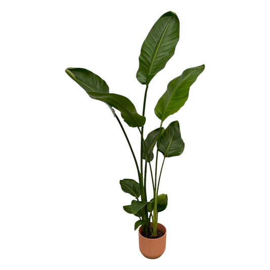 Strelitzia Nicolai 100 cm mit Elho Vibes Fold Round Topf rosa – Pflanzfix24.de - Pflanzfix24.de