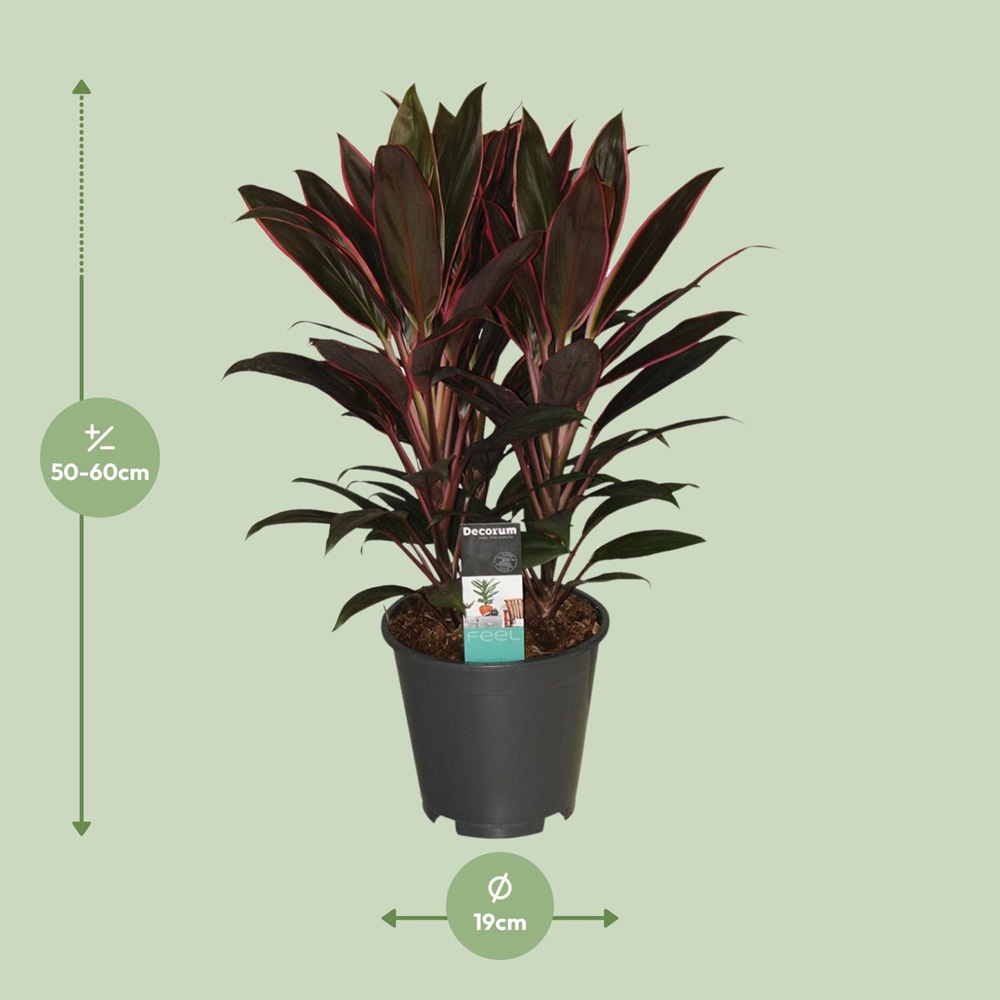 Cordyline Rumba - Ø19cm - ↕55cm bei Pflanzfix24
