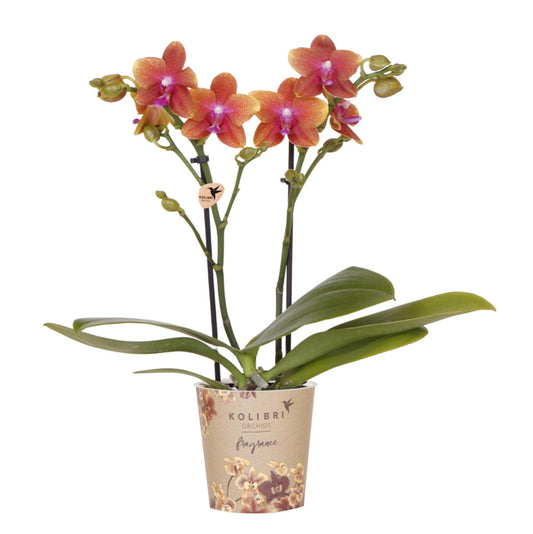 Orange duftende Kolibri Orchidee - pflanzfix24