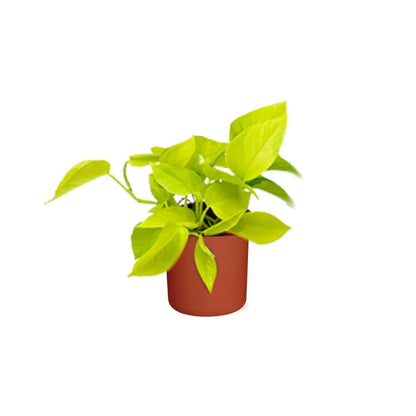 Epipremnum Pinnatum ‘Golden Pothos’ in ELHO b.for soft rond 14cm brique - Pflanzfix24