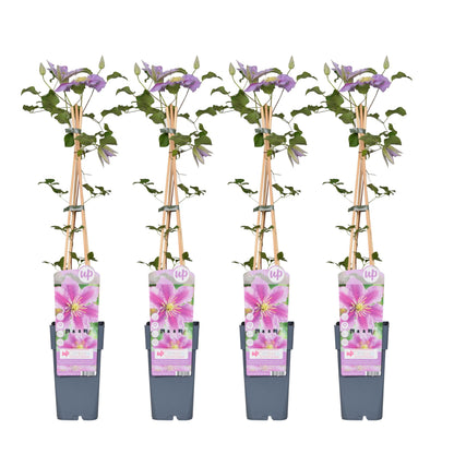 4x - Clematis Piilu - 65cm - Ø15 - Pflanzfix24