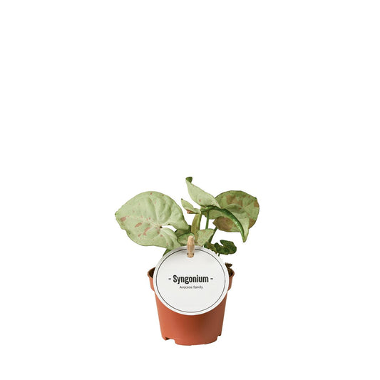 Syngonium Confetti Ø6cm – dekorative Mini-Zimmerpflanze bei Pflanzfix24.de - Pflanzfix24.de