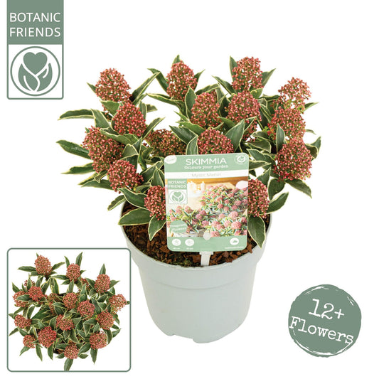 Skimmia Japonica 'Mystic Marlot' ® 12+ - Pflanzfix24