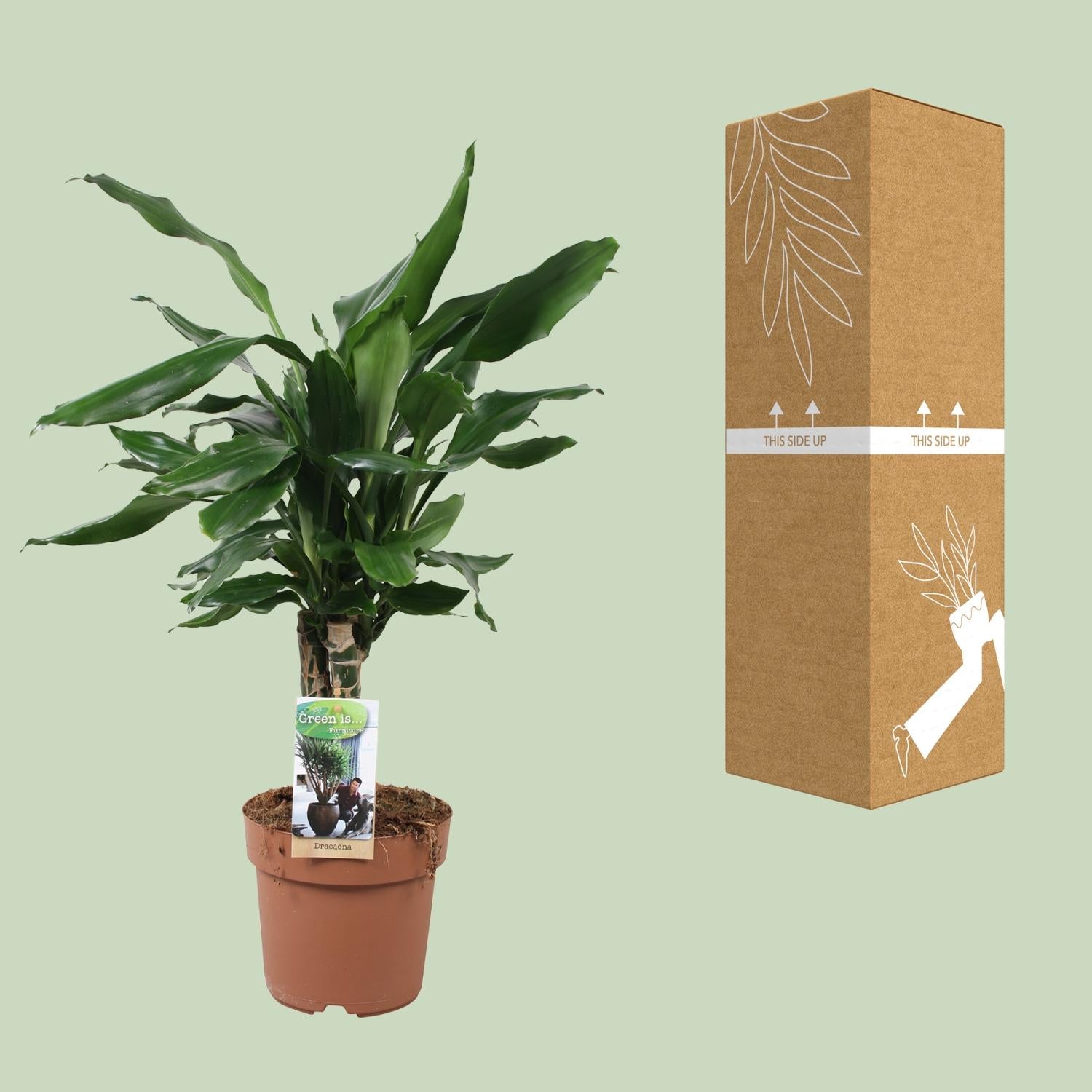 Dracaena Fagrans Steudneri Green - Ø17cm - ↕55cm - Pflanzfix24.de - Pflanzfix24.de