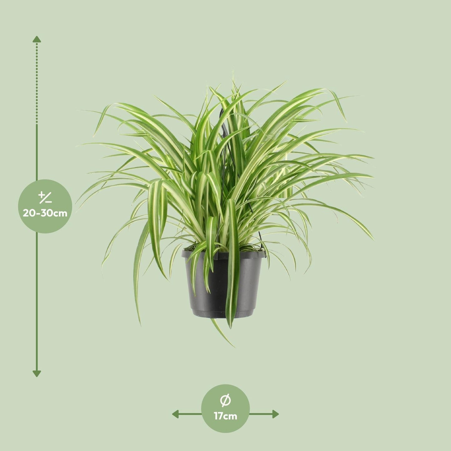 Chlorophytum Comosum Variegatum - Ø17cm - Hängeampel - Pflanzfix24.de - Pflanzfix24.de
