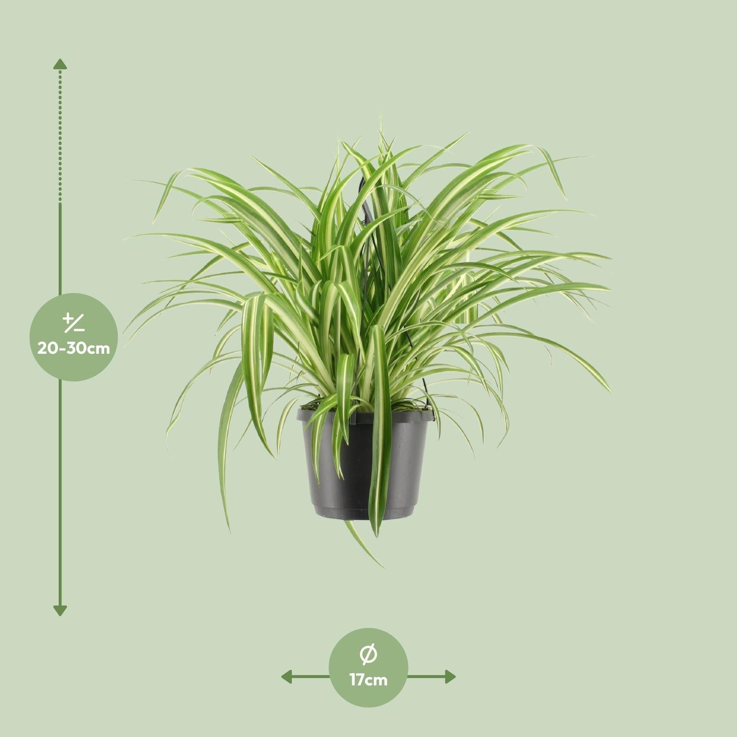 Chlorophytum Comosum Variegatum - Ø17cm - Hängeampel - Pflanzfix24.de - Pflanzfix24.de