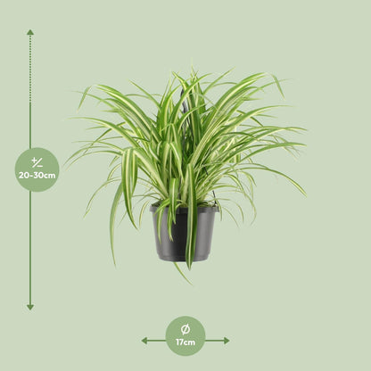 Chlorophytum Comosum Variegatum - Ø17cm - Hängeampel - Pflanzfix24.de - Pflanzfix24.de