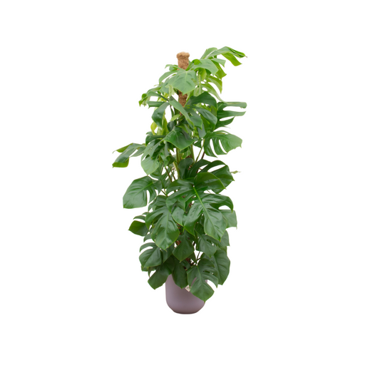 Combi deal - Monstera Pertusum XL mit elho Jazz Round lila Ø26 - 150 cm - Pflanzfix24.de - Pflanzfix24.de