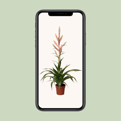 Luftpflanze Tillandsia Dolce - Ø12cm - ↕60cm - Pflanzfix24