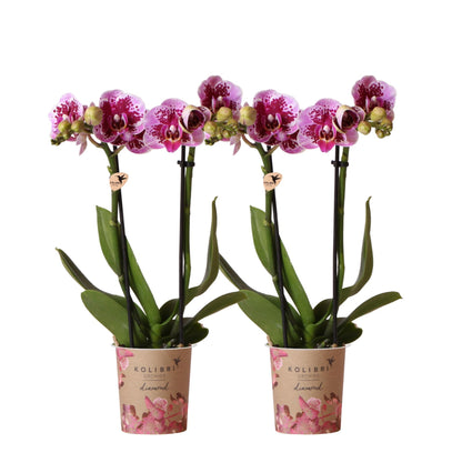 2er Set Phalaenopsis El Salvador Rosa-Lila Ø9cm – Pflanzfix24.de - Pflanzfix24.de