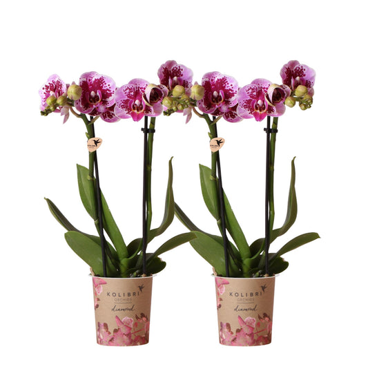2er Set Phalaenopsis El Salvador Rosa-Lila Ø9cm – Pflanzfix24.de - Pflanzfix24.de