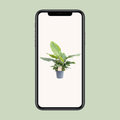 Philodendron Imperial Green - Ø17cm - ↕50cm - Pflanzfix24