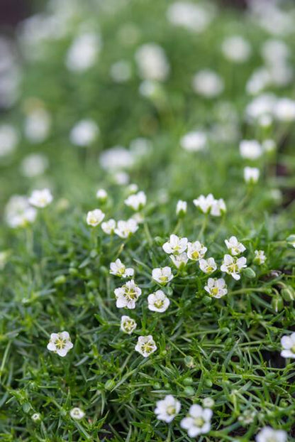 12x Sagina subulata Irisches Moos Bodendecker Ø9cm – Pflanzfix24.de - Pflanzfix24.de