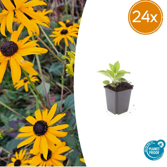 24x Rudbeckia fulgida 'Goldsturm' - ↕10-25cm - Ø9cm - Pflanzfix24
