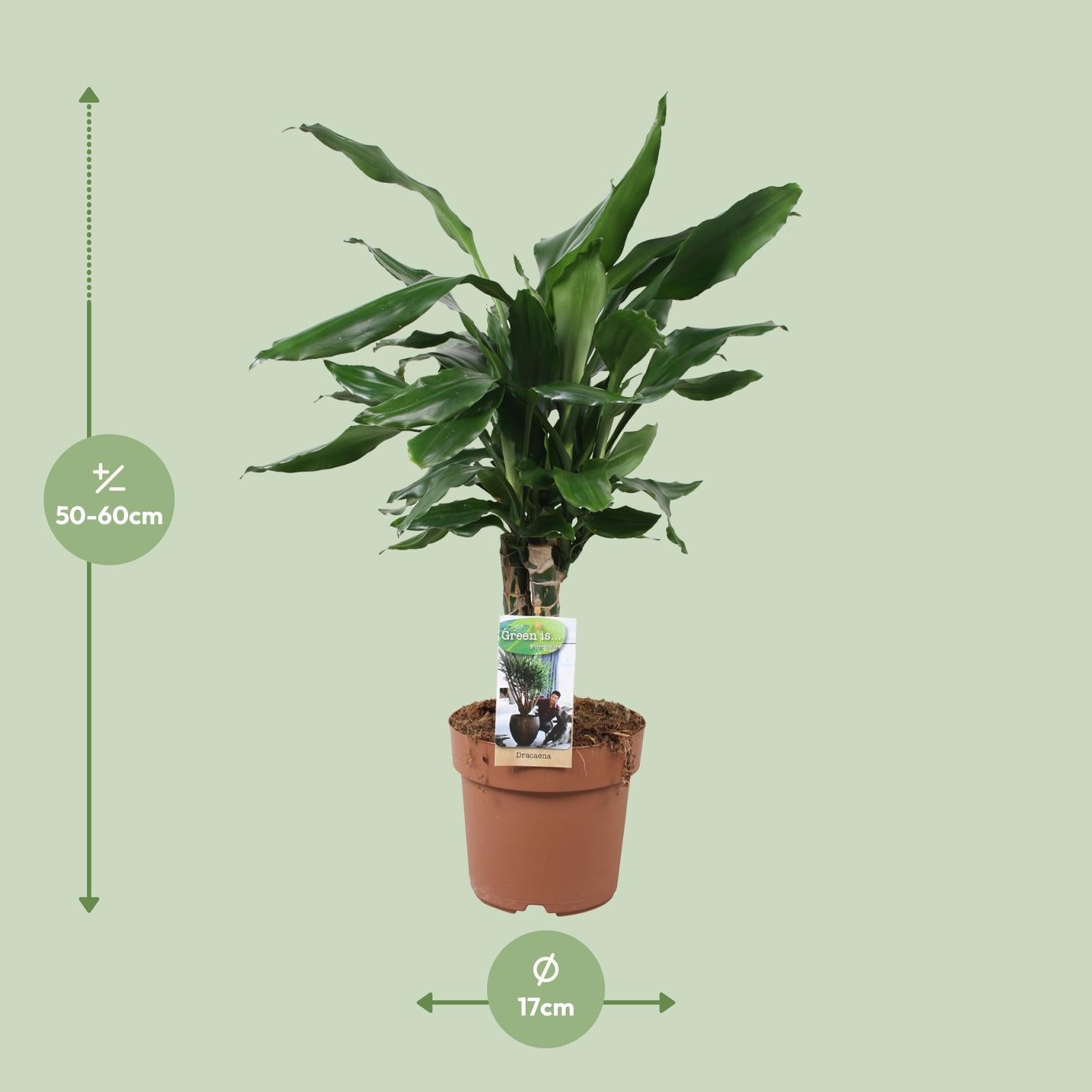 Dracaena Fagrans Steudneri Green - Ø17cm - ↕55cm - Pflanzfix24.de - Pflanzfix24.de