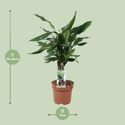 Dracaena Fagrans Steudneri Green - Ø17cm - ↕55cm - Pflanzfix24.de - Pflanzfix24.de