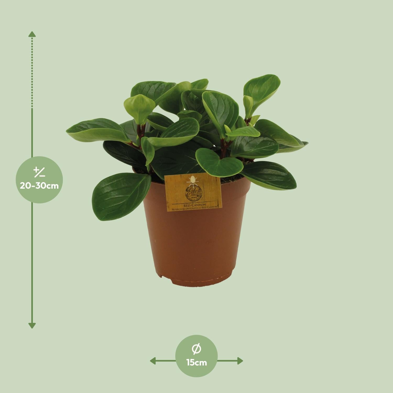 Peperomia Red Canyon Ø15cm – Attraktives Muster | Pflanzfix24.de - Pflanzfix24.de