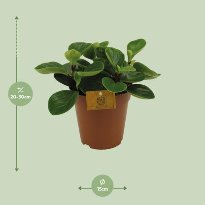 Peperomia Red Canyon Ø15cm – Attraktives Muster | Pflanzfix24.de - Pflanzfix24.de