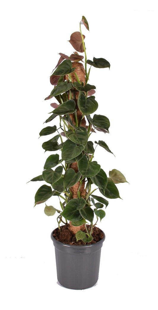 Philodendron Lupinum Mosstok - Pflanzfix24