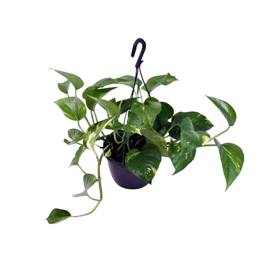 Scindapsus Pictus Trebie Ø15cm, 30cm hoch – Zimmerpflanze | Pflanzfix24.de - Pflanzfix24.de