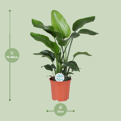 Strelitzia Nicolai 80 cm - Paradiesvogelblume Ø21 cm | Pflanzfix24