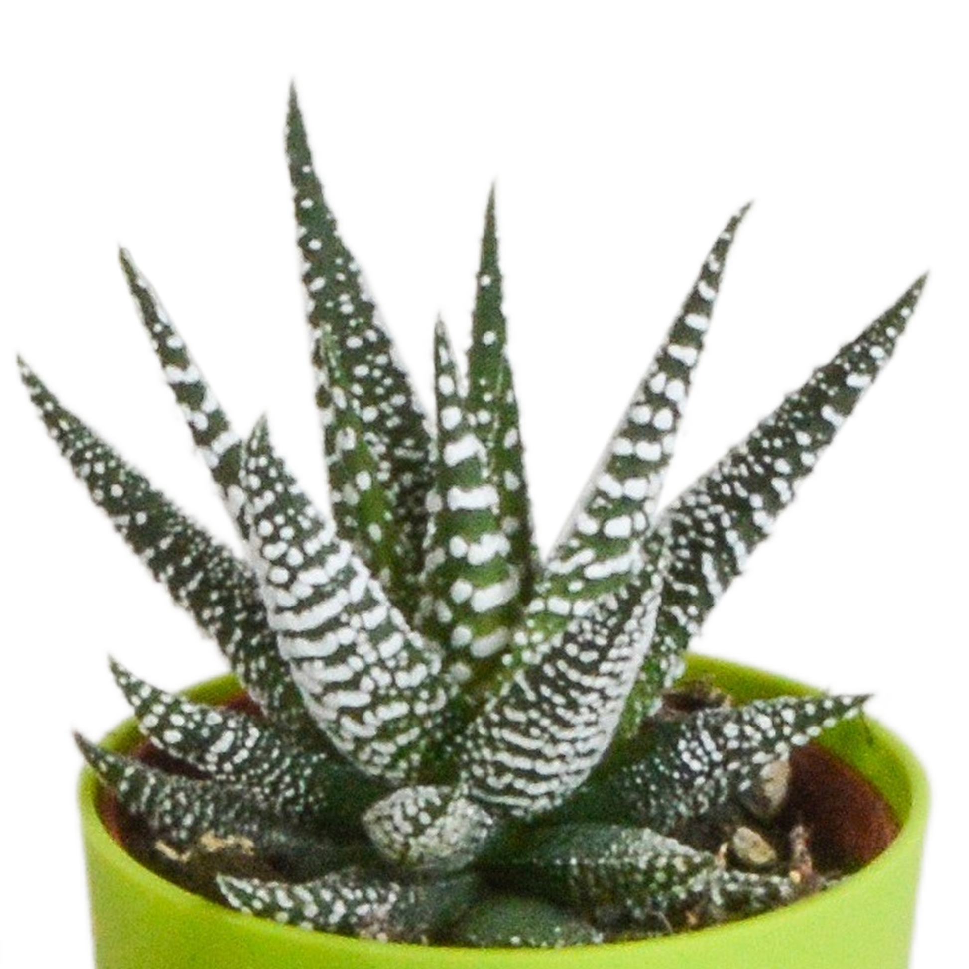 Gasteria/Haworthia-Mischung 5,5cm - 5x - in gekleurde plasticpot - Pflanzfix24.de - Pflanzfix24.de