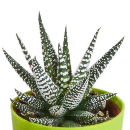 Gasteria/Haworthia-Mischung 5,5cm - 5x - in gekleurde plasticpot - Pflanzfix24.de - Pflanzfix24.de