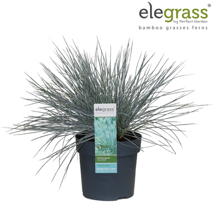 Festuca glauca Azura Blue - Ø14 - ↨30cm - Pflanzfix24