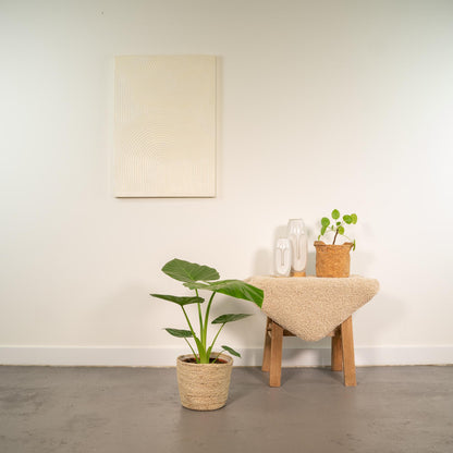 Alocasia Macrorrhiza - Ø19cm - ↕70cm + Korb Selin - Pflanzfix24.de - Pflanzfix24.de