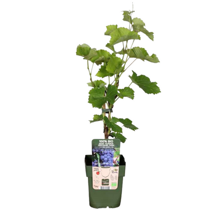 BIO Obstpflanzen-Set 5er Mix „Früchte-Oase“ – Pflanzfix24.de - Pflanzfix24.de